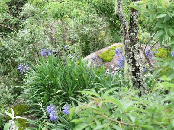 agapanthus and moss