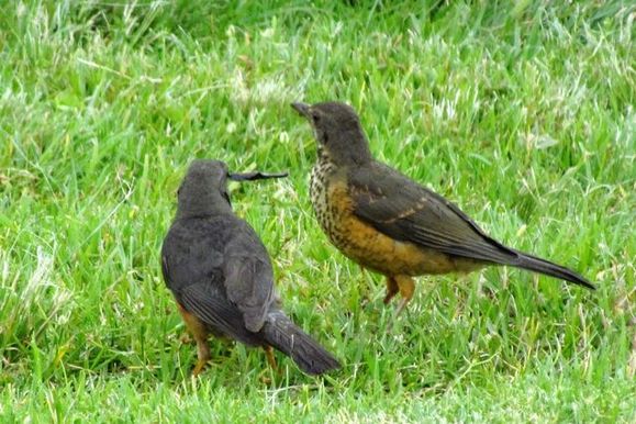 Mother  olive thrush trying to feed fledgling with some strange black stick like thing
