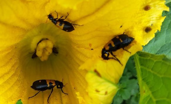 Beetles eating pumpkin flower