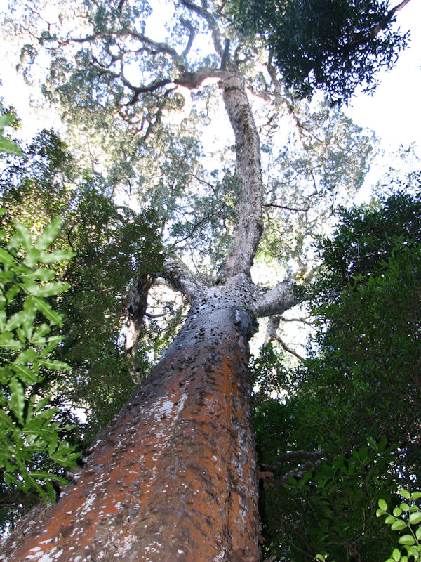 Podocarpus sp.